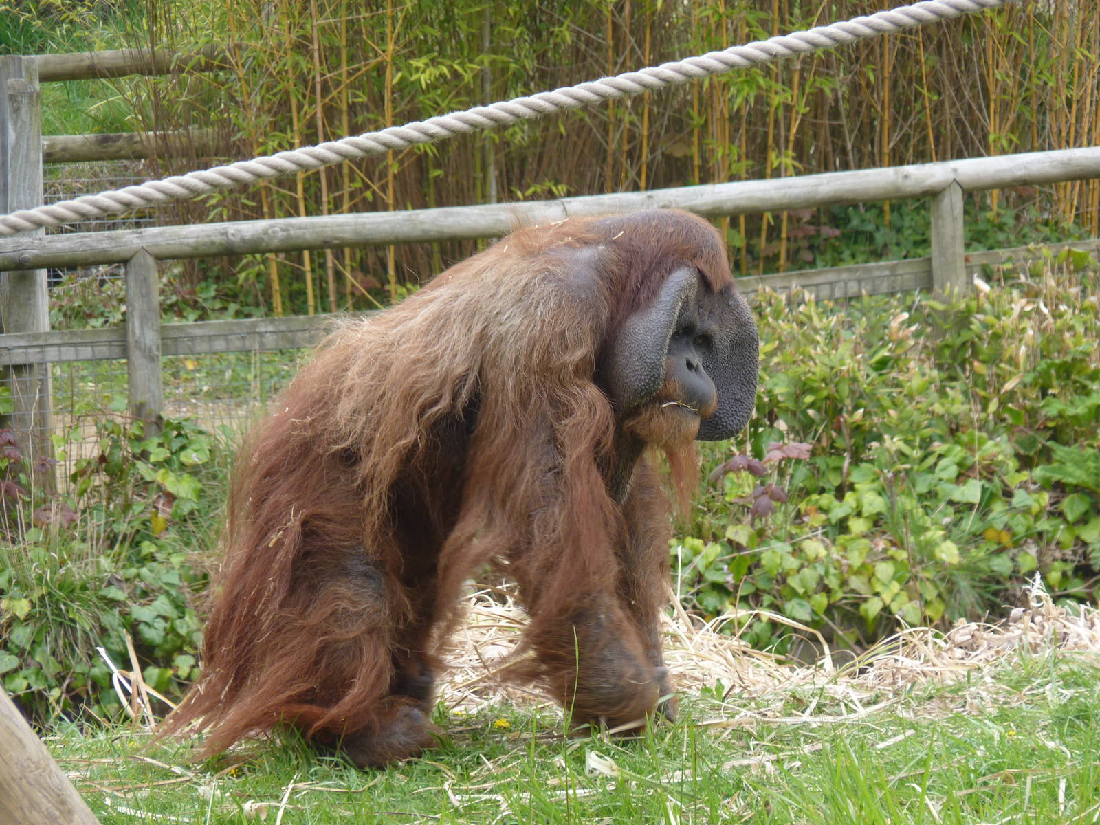 Male Sumatran Orangutan, April 2013
