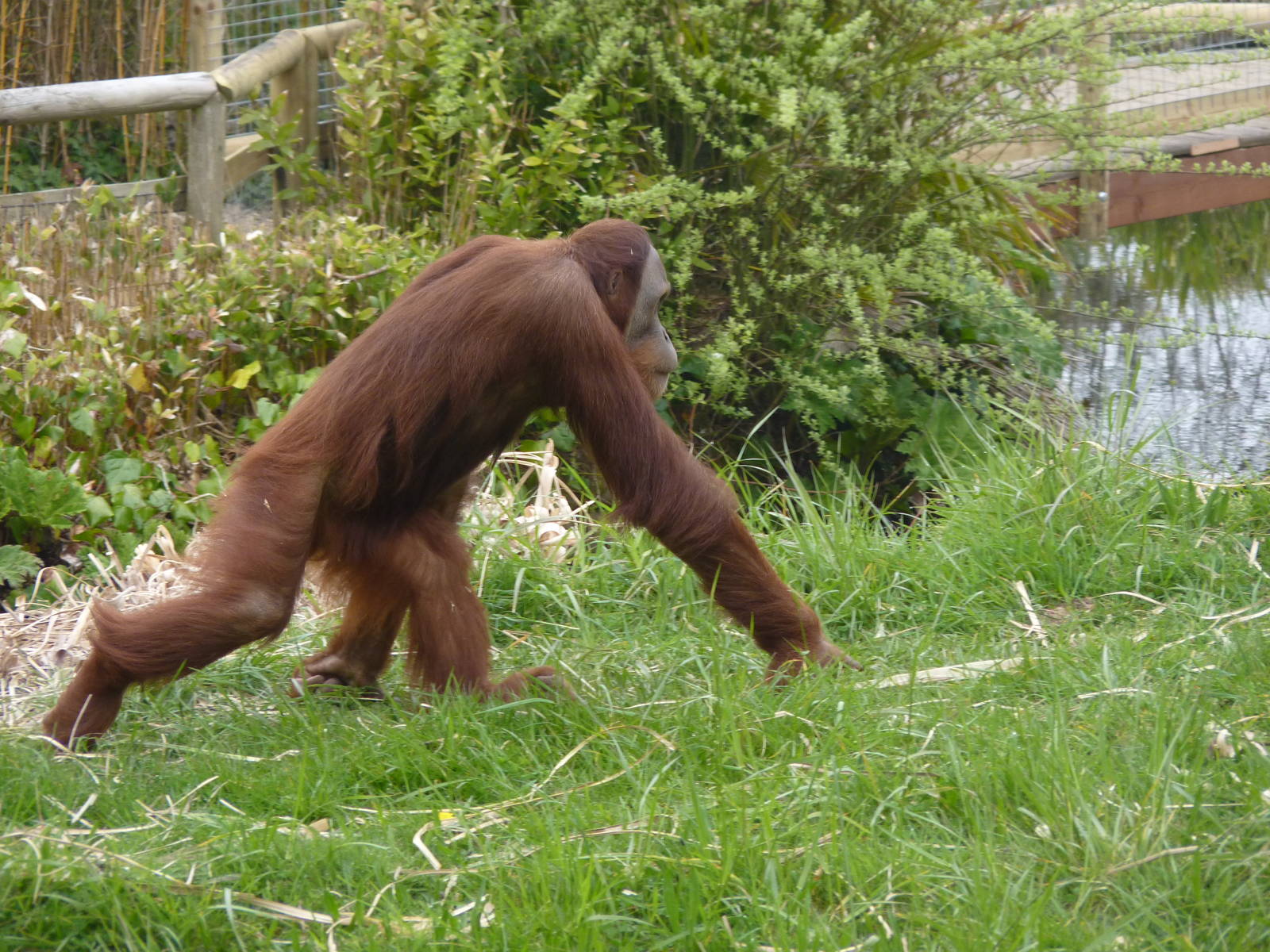Male Sumatran Orangutan, April 2013