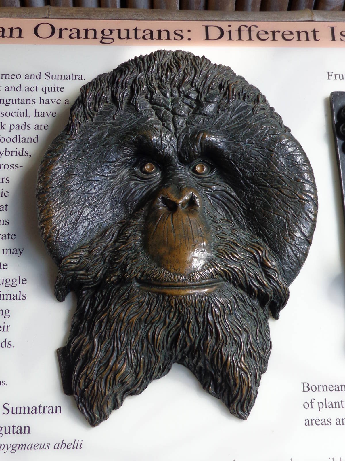 Male Sumatran Orangutan -- Facial Detail