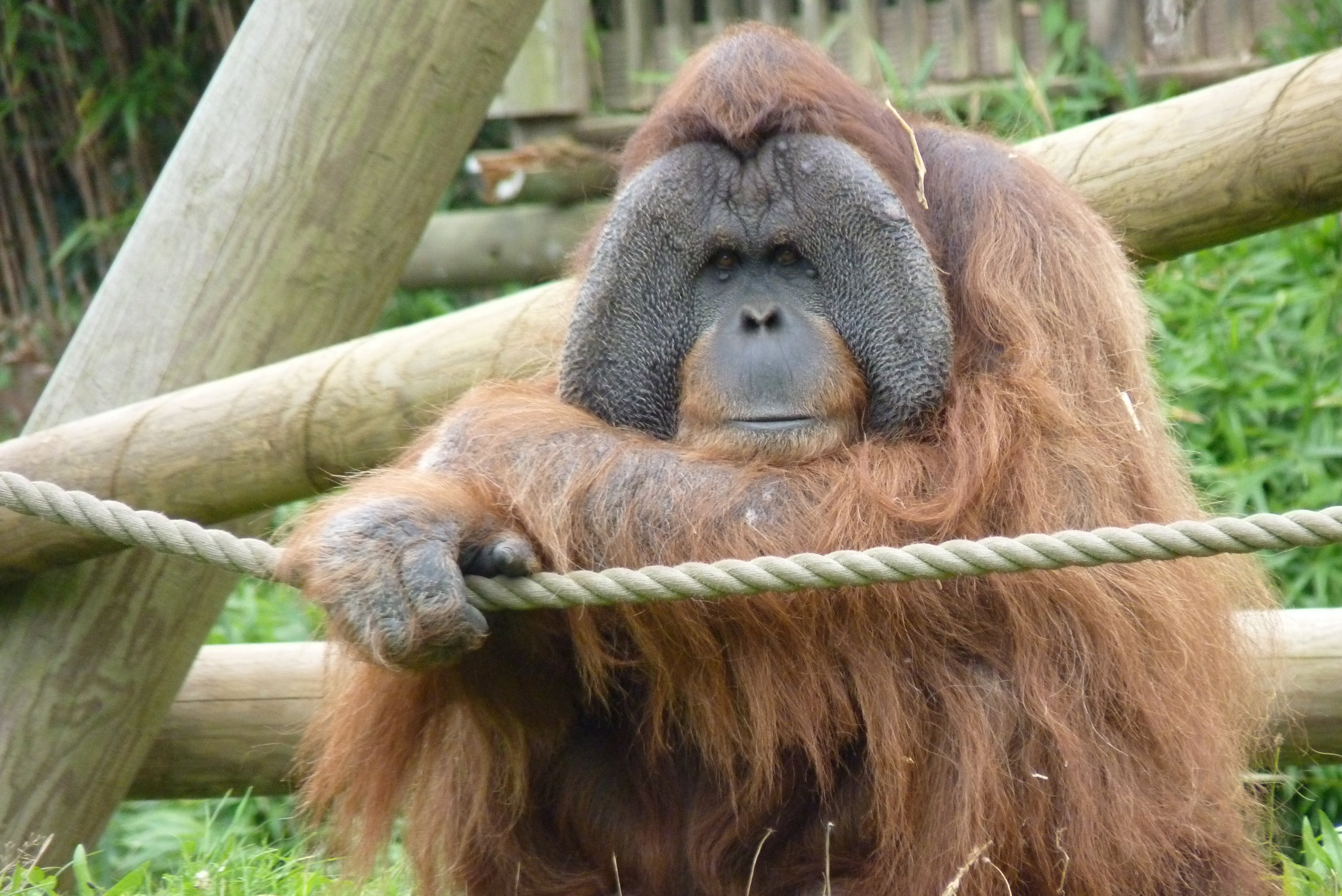 Male Sumatran Orangutan, October 2016