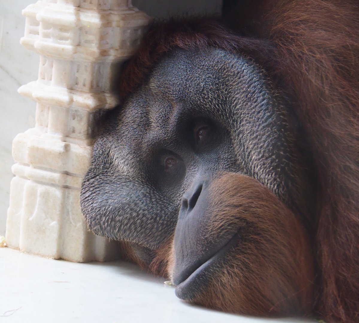Male Sumatran orangutan (Pongo abelii), 2019-10-04