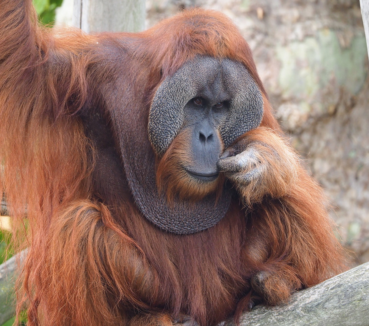 Male Sumatran orangutan (Pongo abelii), 2022-09-15