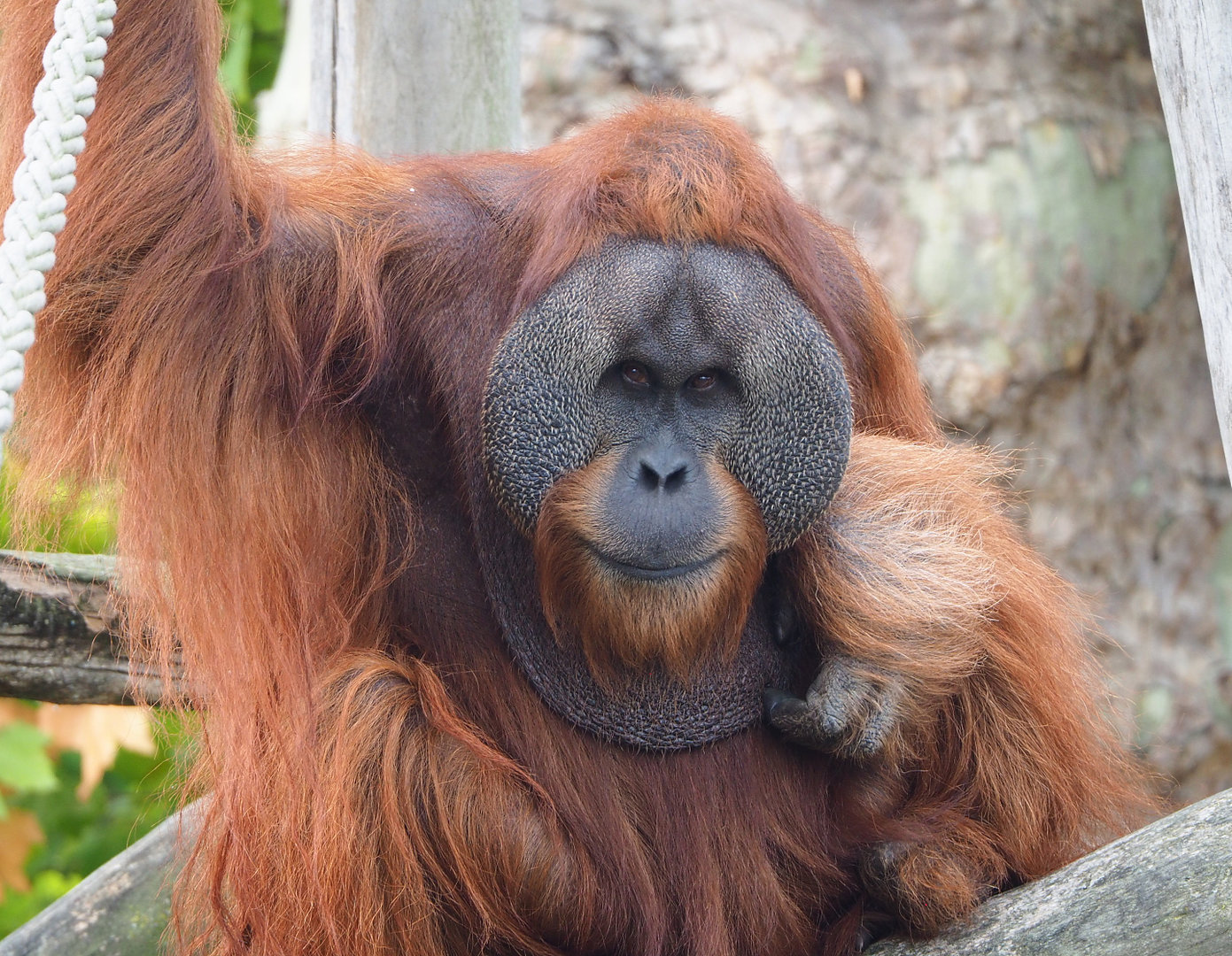 Male Sumatran orangutan (Pongo abelii), 2022-09-15