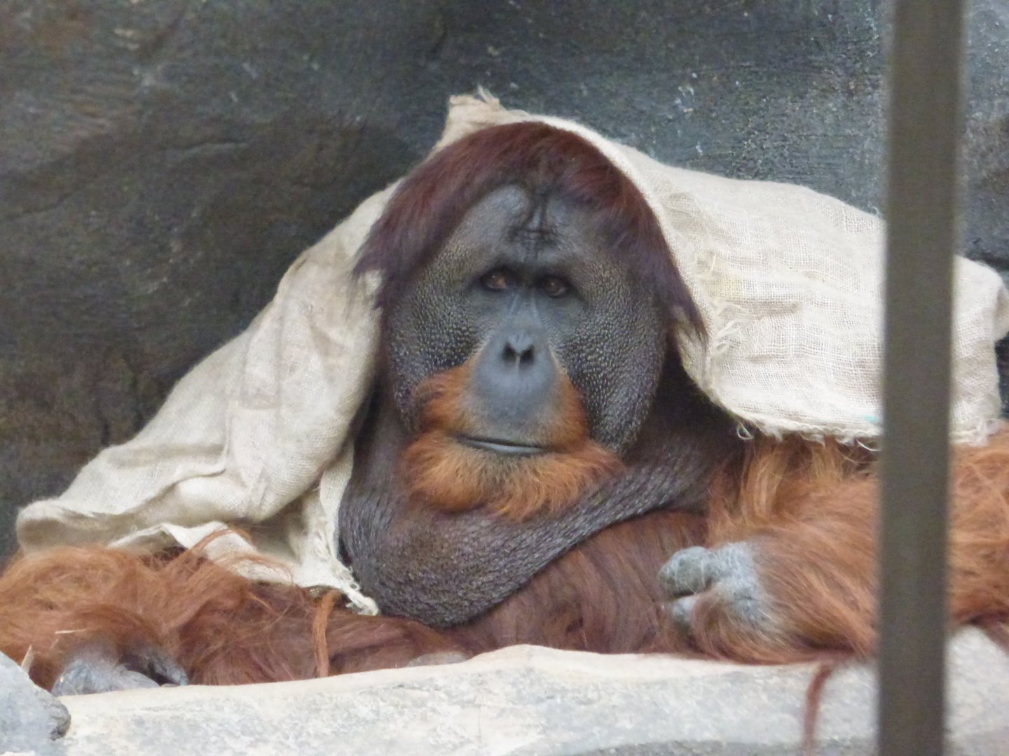 Male Sumatran Orangutan (Puluh)