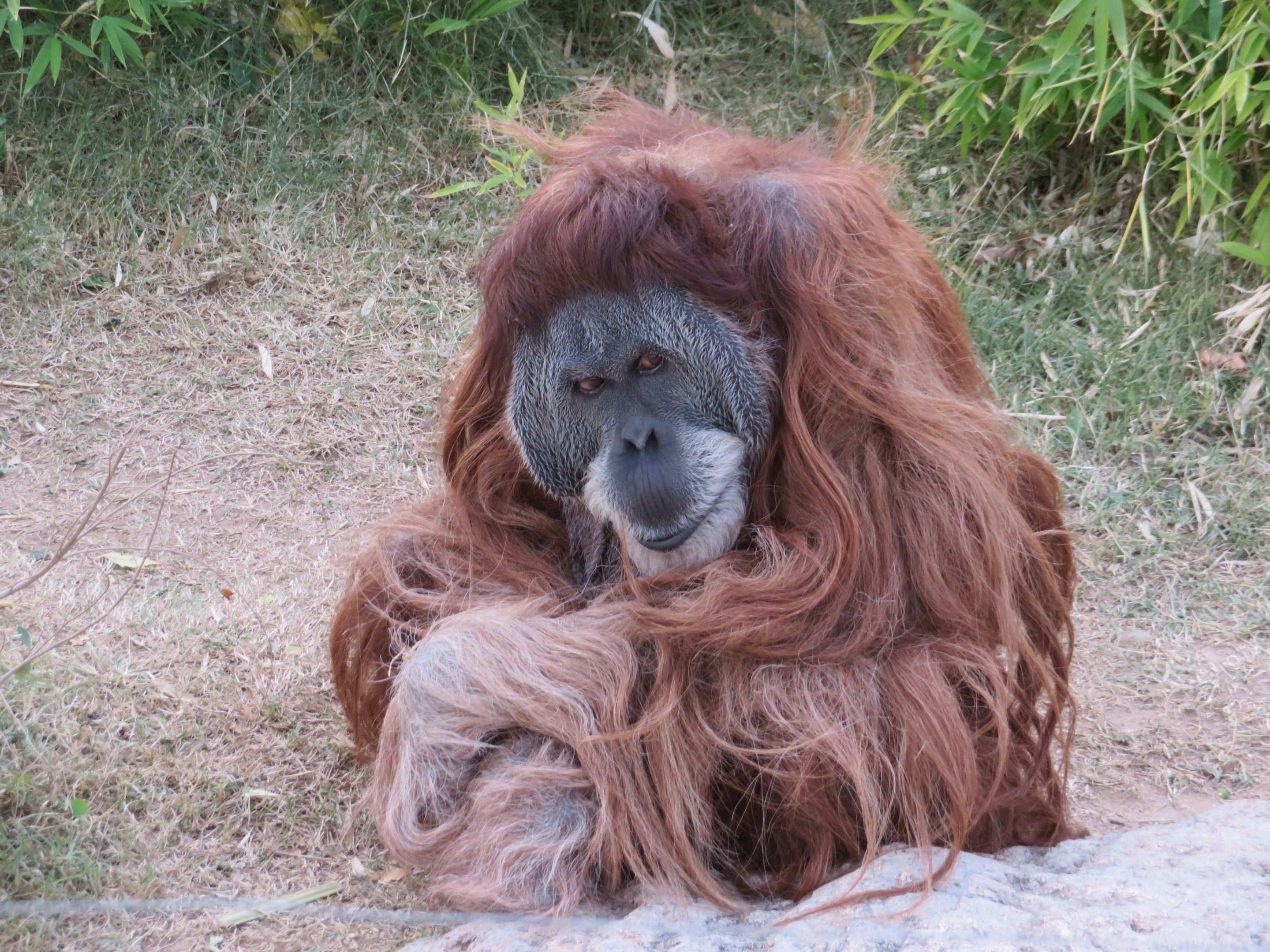 Male Sumatran Orangutan