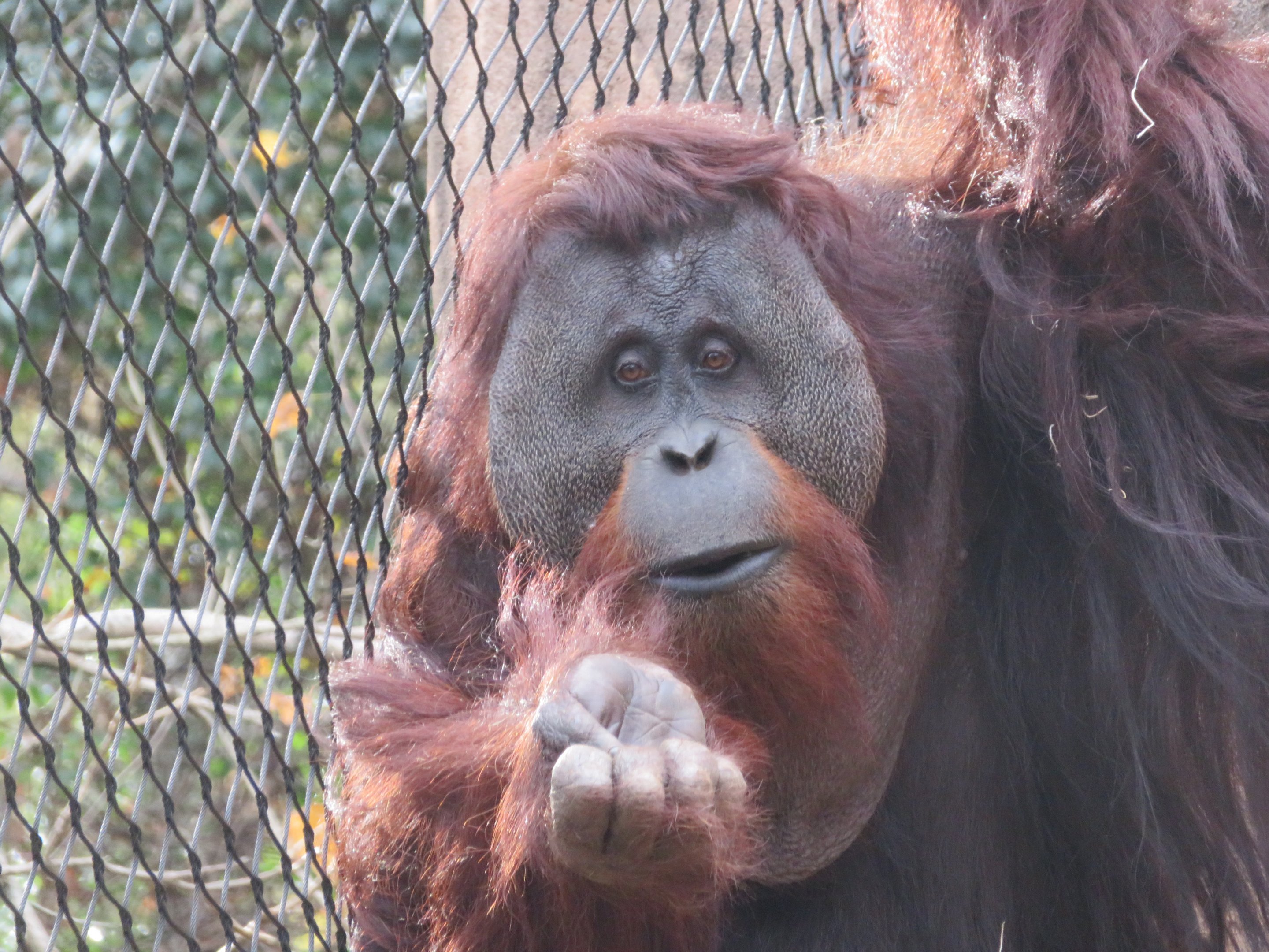 Male Sumatran Orangutan