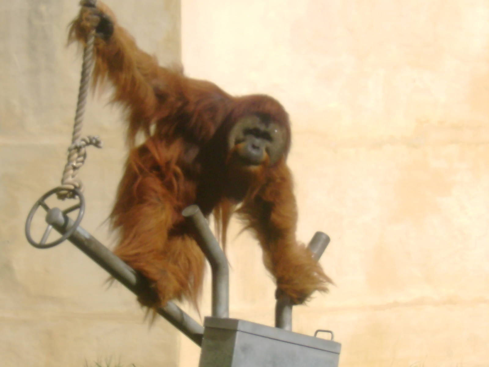 Male Sumatran Orangutan