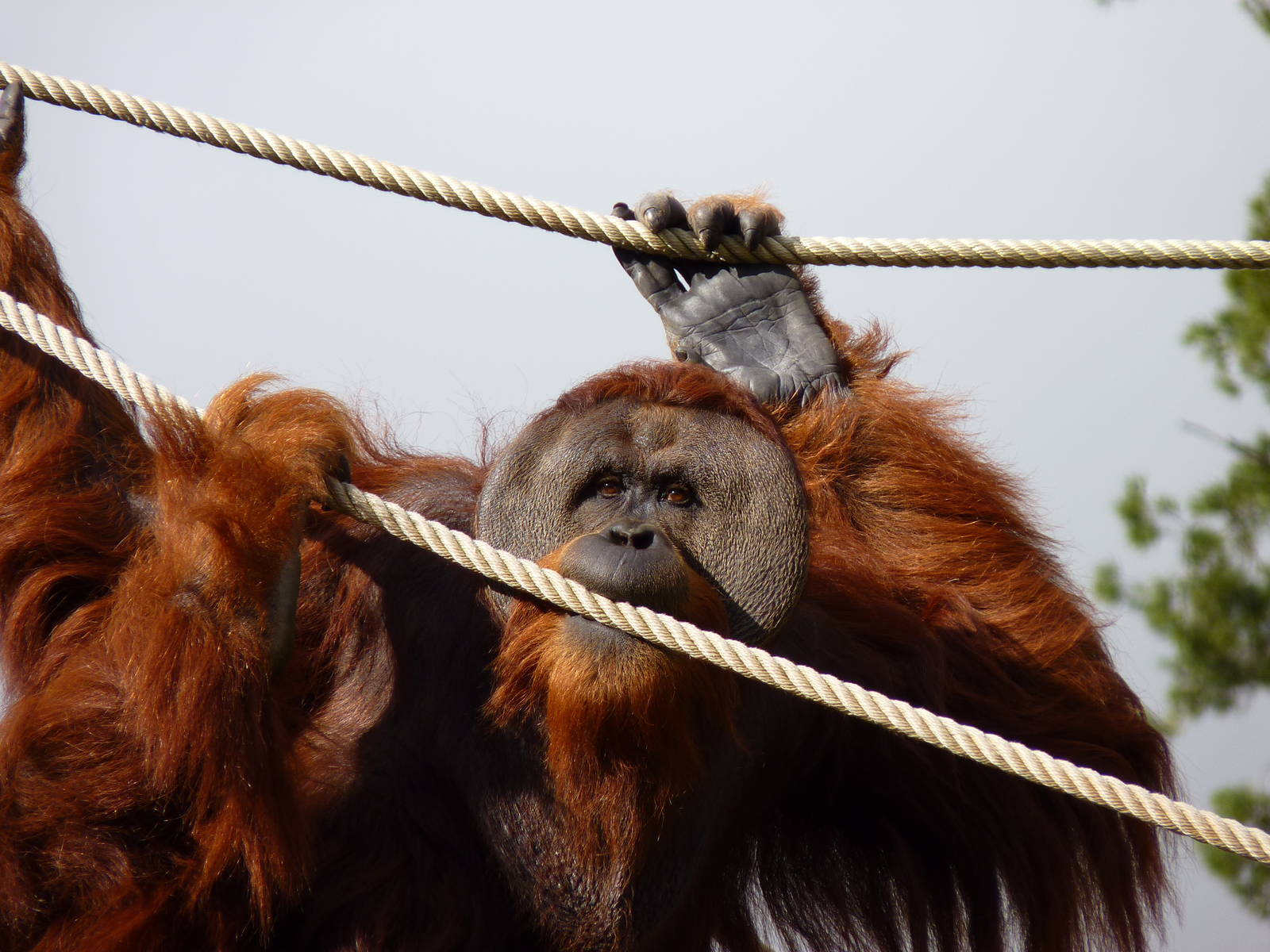 Male Sumatran Orangutan