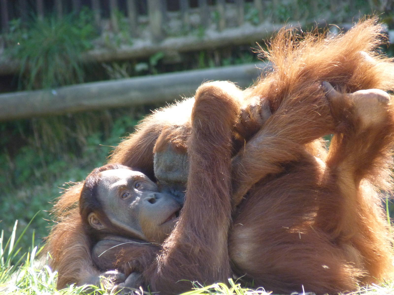 Male Sumatran Orangutans, April 2013