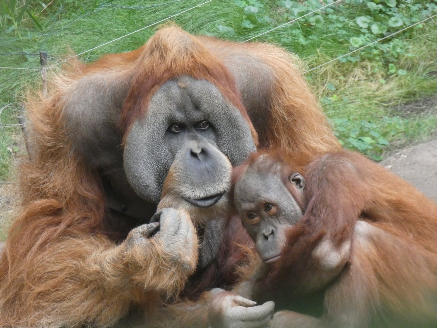 Male Sumatran Orangutans 'Bimbo' & 'Suaq'
