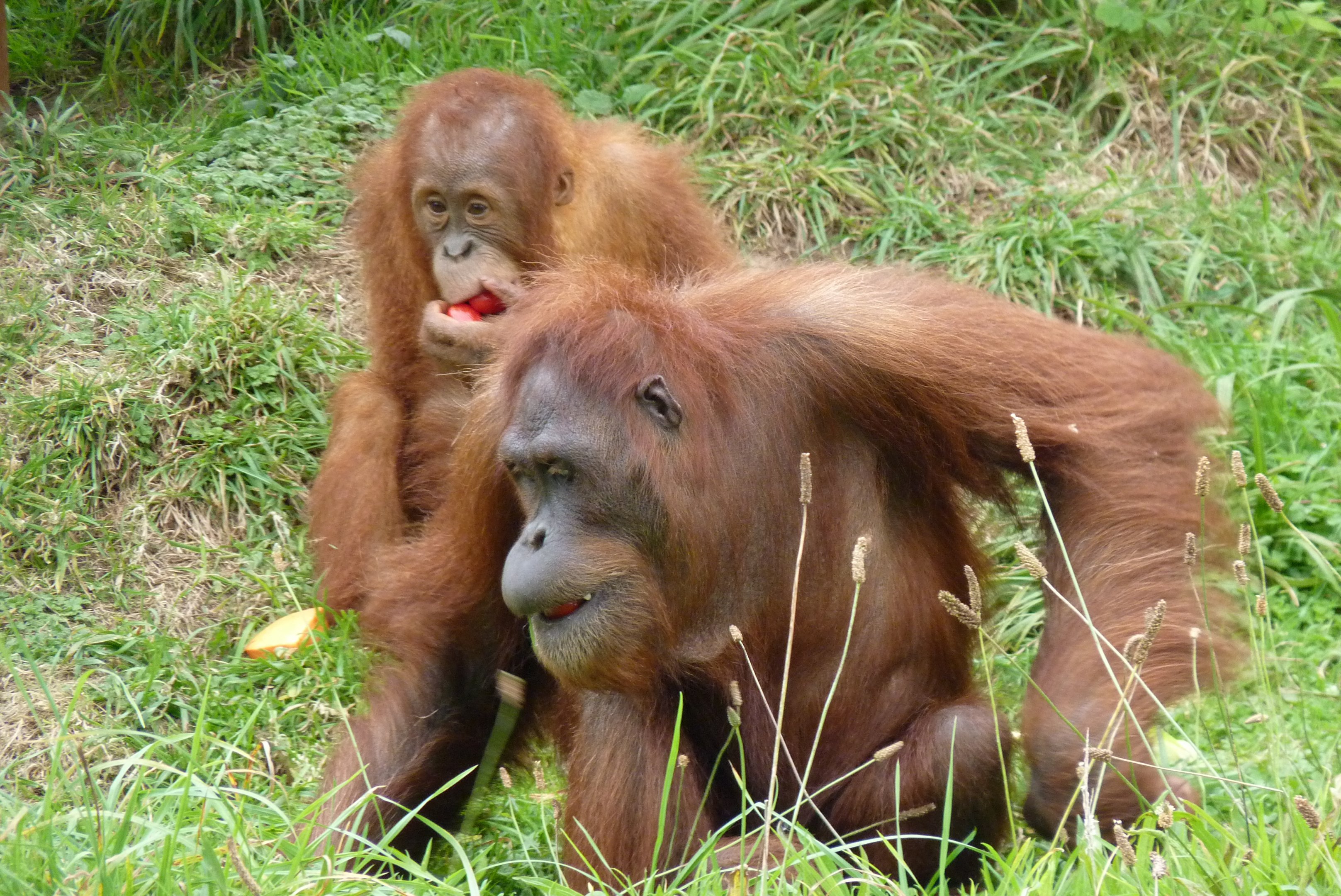 Male Sumatran orangutans, October 2016