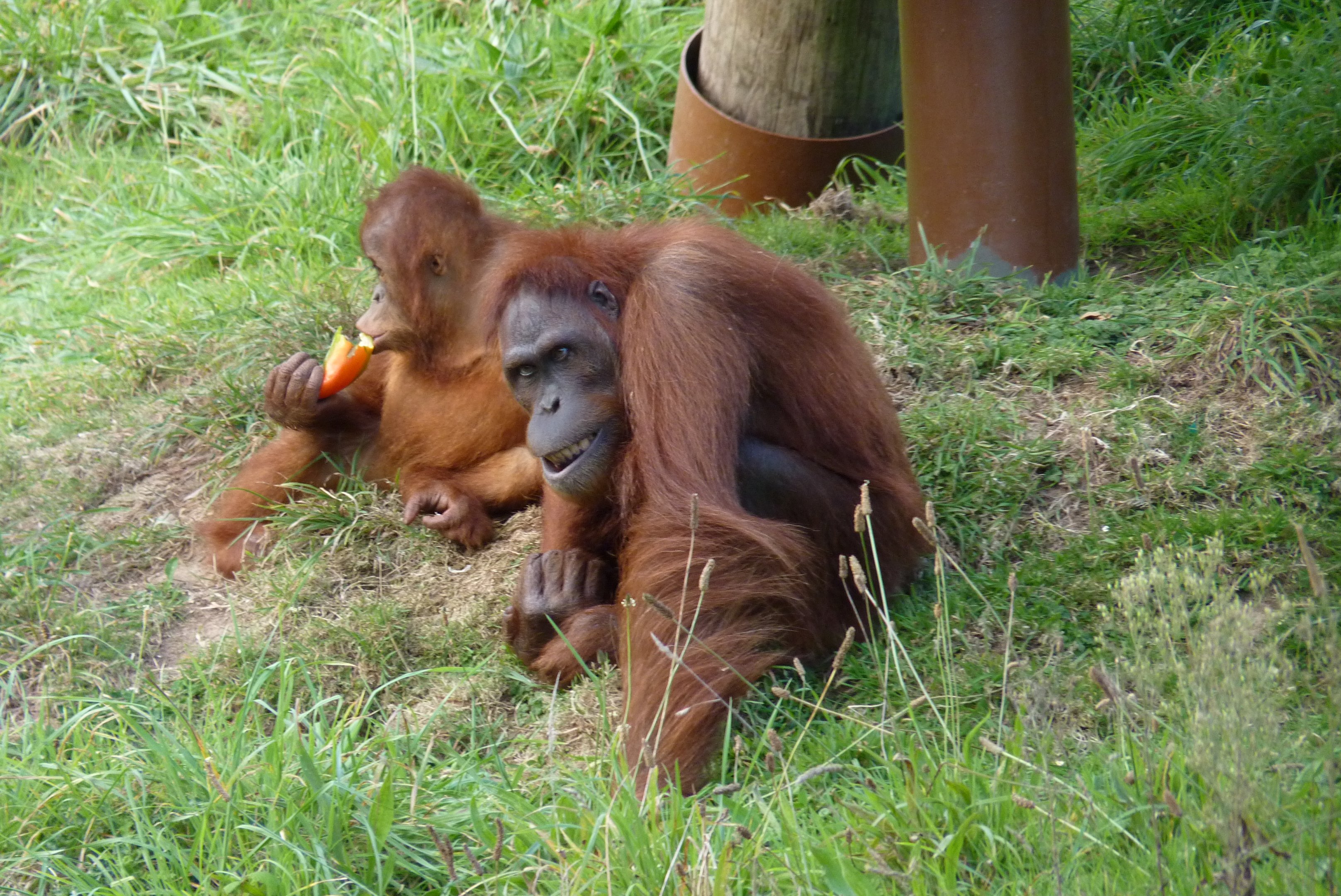 Male Sumatran orangutans, October 2016