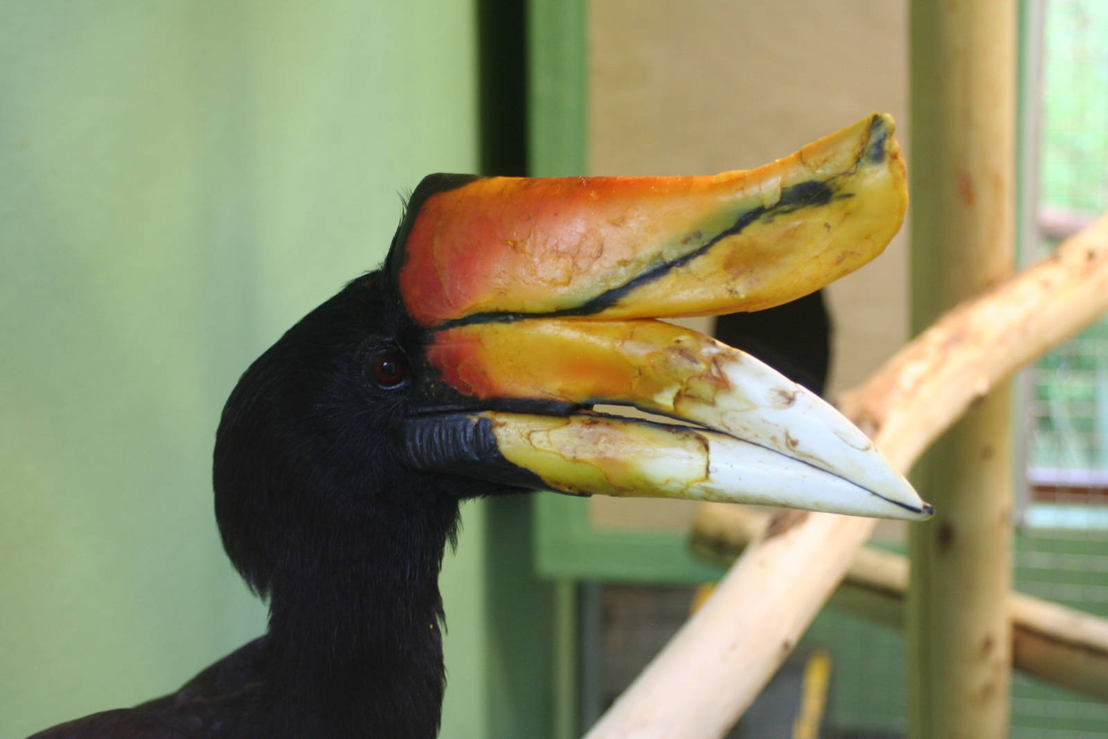 Male Sumatran Rhinoceros Hornbill @ Colchester, 23.10.2012