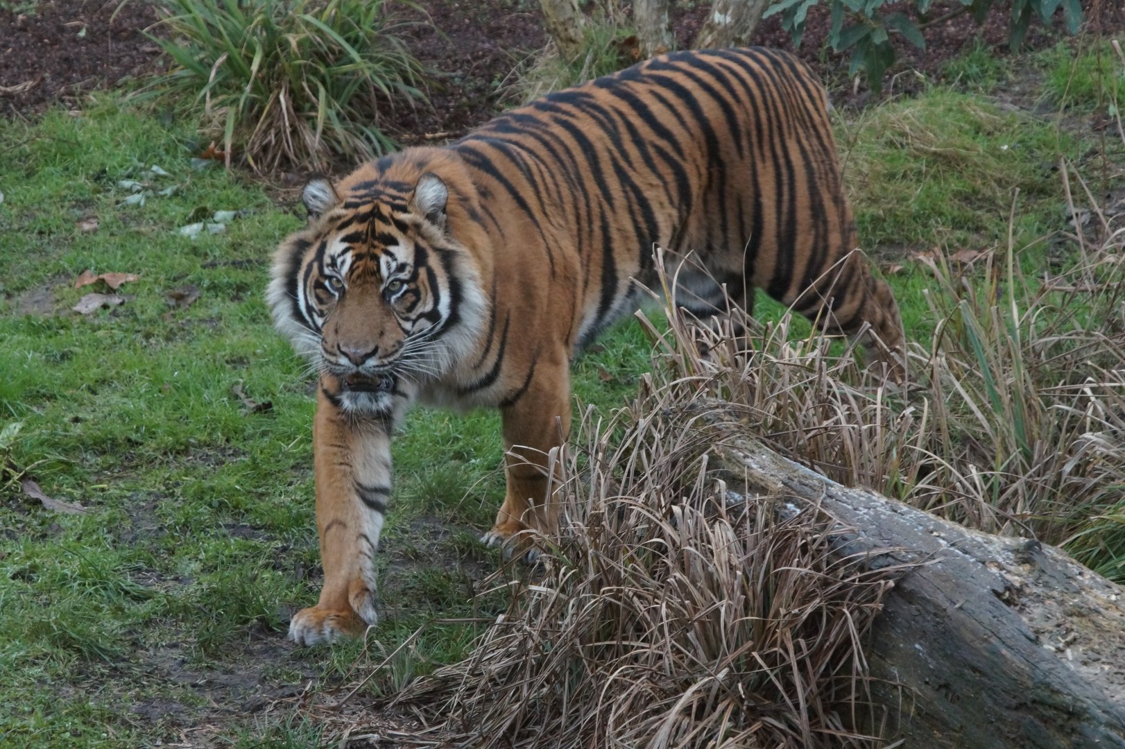 Male Sumatran tiger, Asim