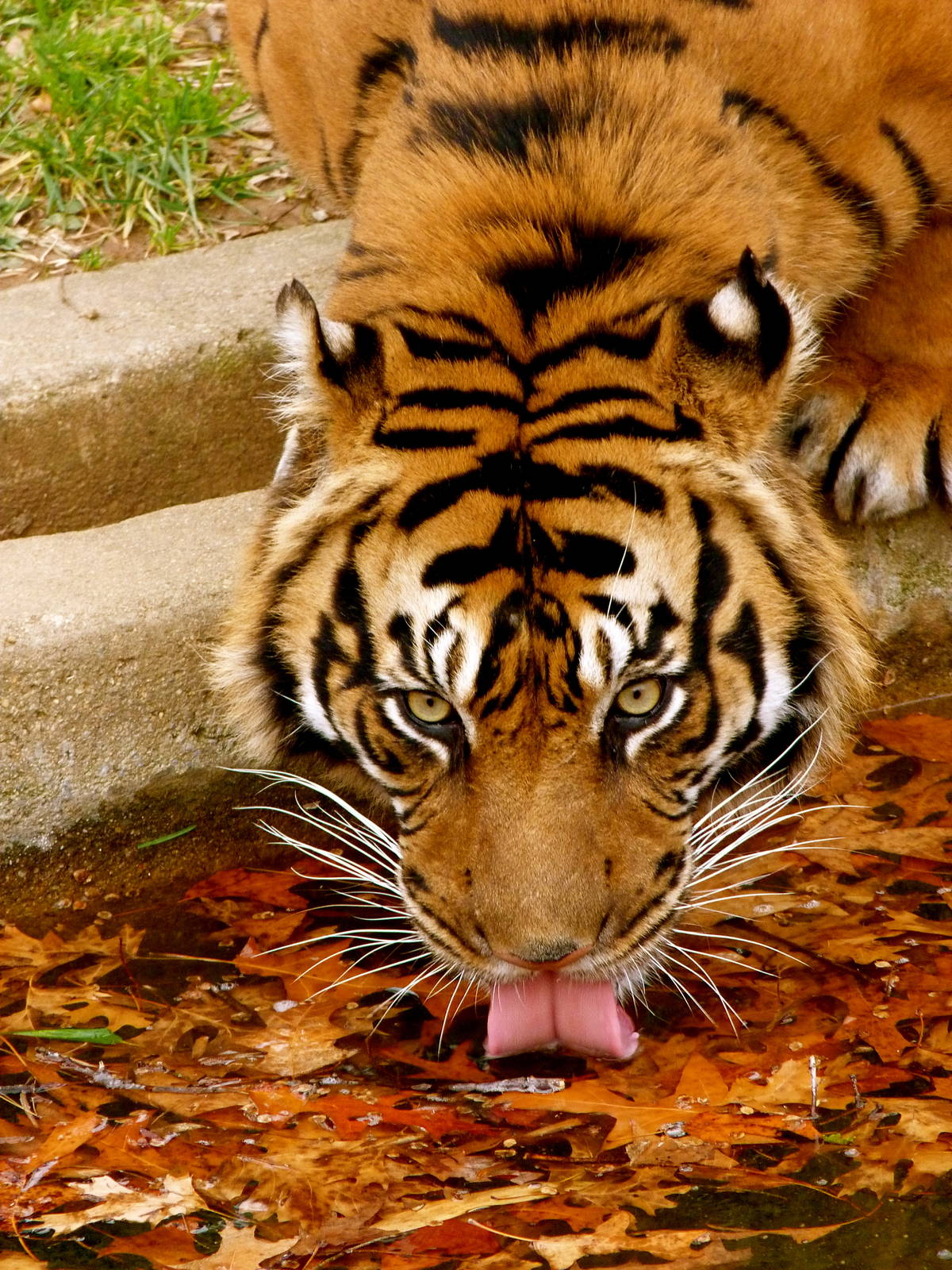 Male Sumatran Tiger, Big Cats