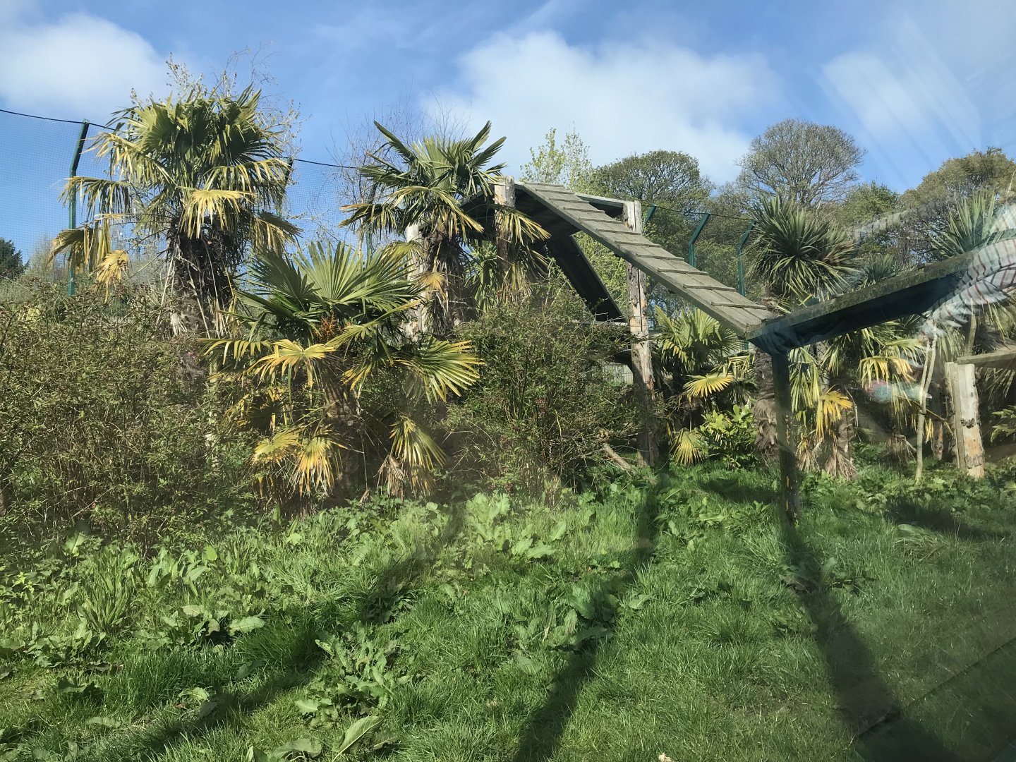 Male Sumatran tiger enclosure (2)