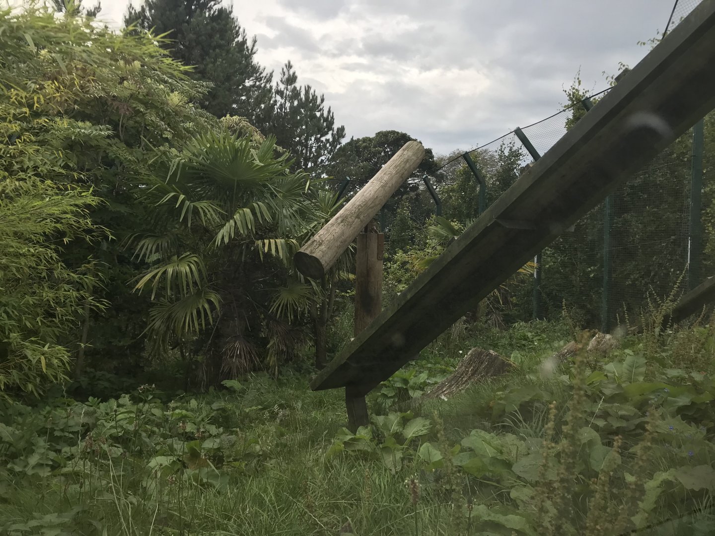 Male Sumatran tiger enclosure (2)