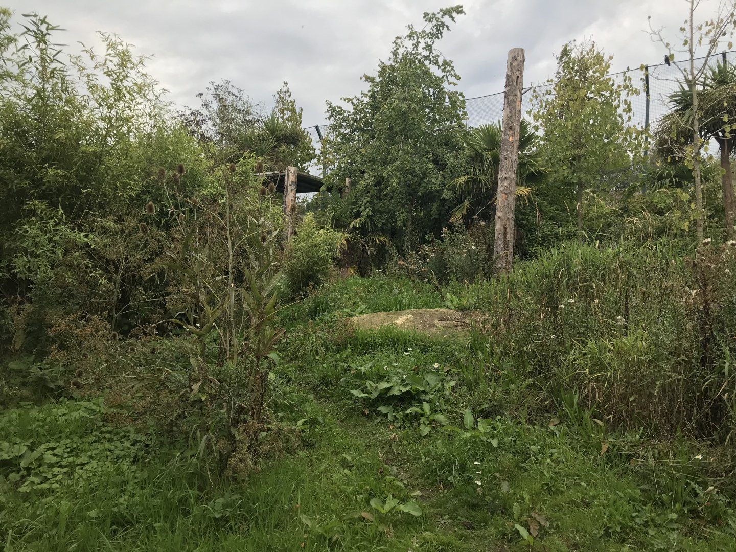 Male Sumatran tiger enclosure (3)