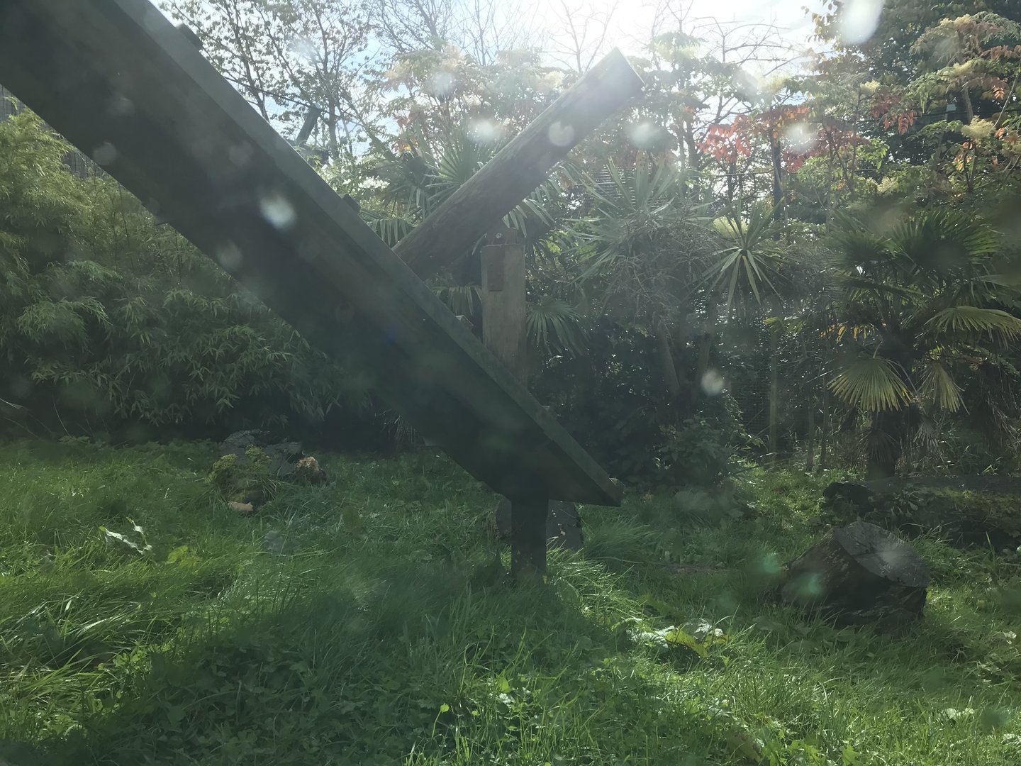 Male Sumatran tiger enclosure (4)