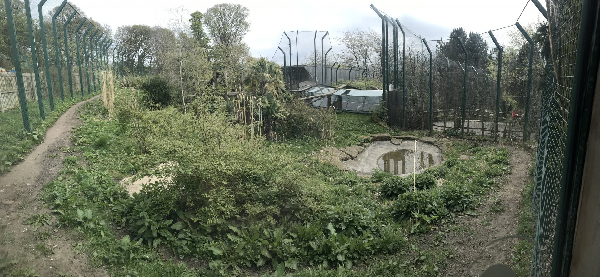 Male Sumatran tiger enclosure