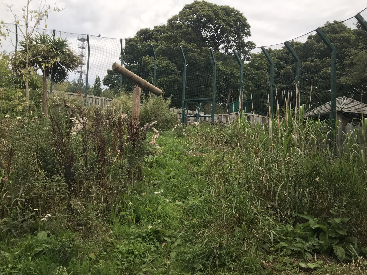 Male Sumatran tiger enclosure