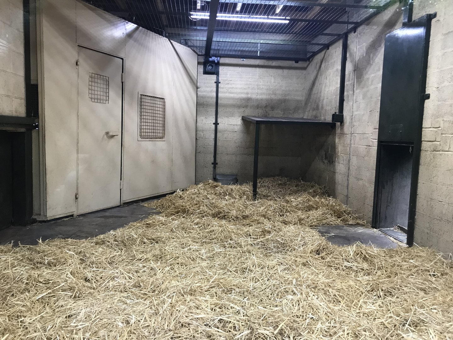 Male Sumatran tiger indoors