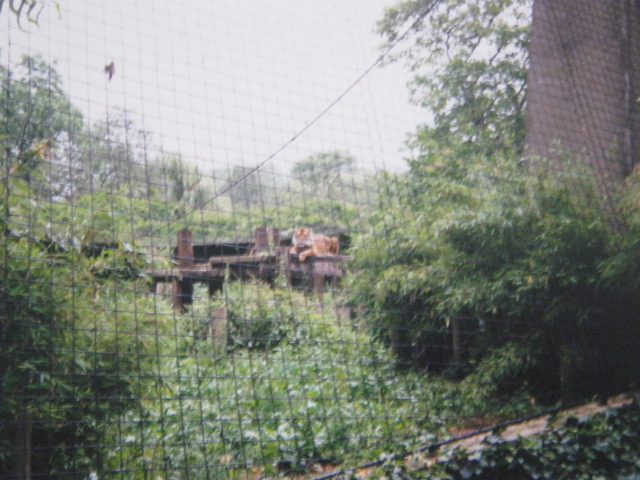Male Sumatran Tiger London Zoo 1990.