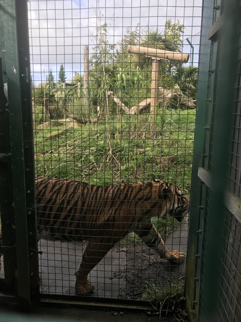 Male Sumatran tiger “Lucu”