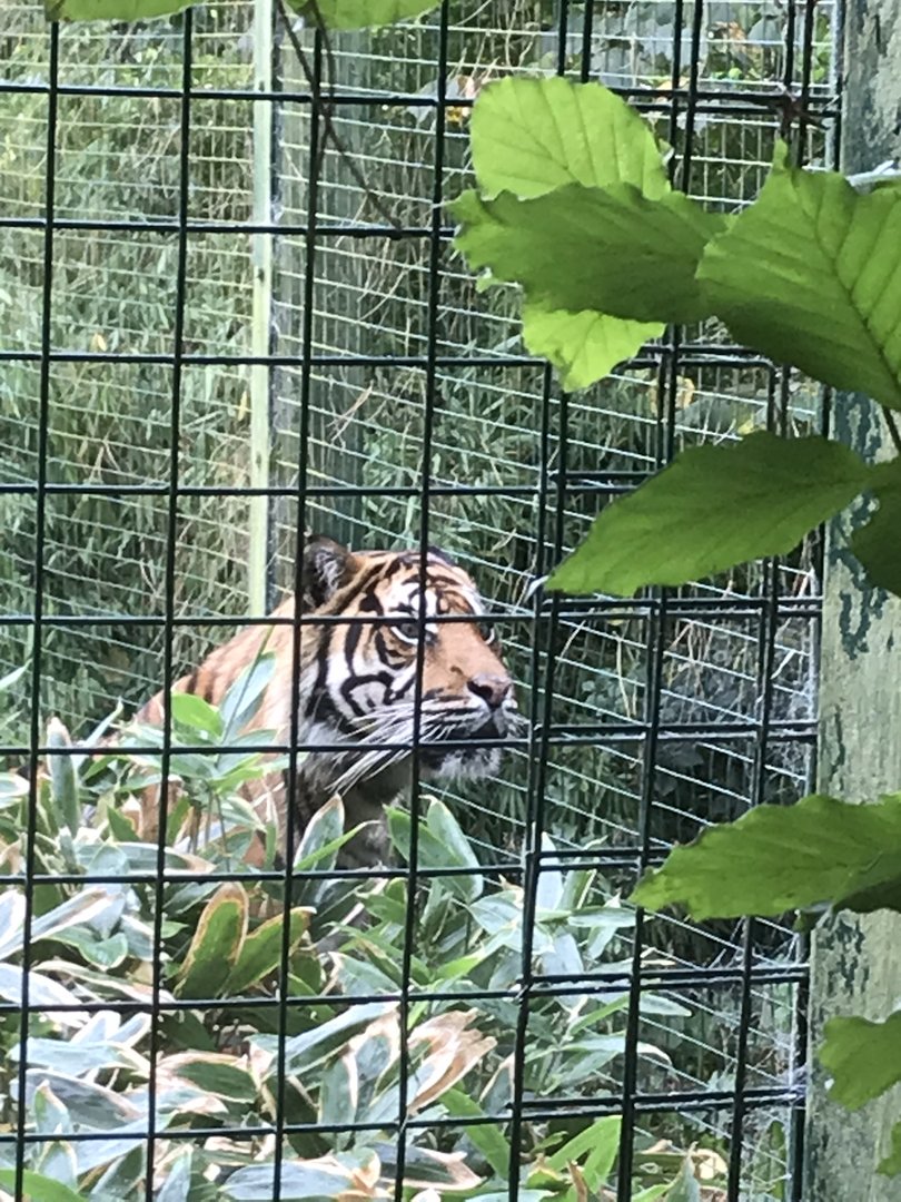 Male Sumatran tiger “Lucu”