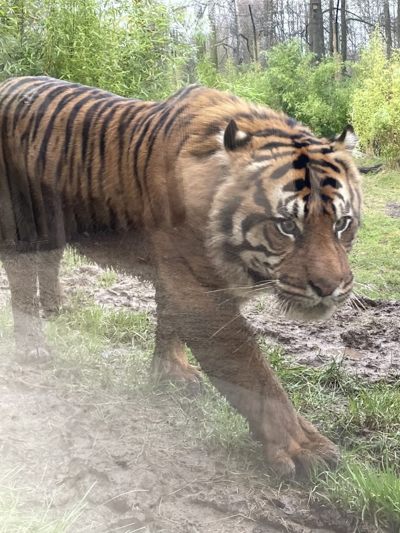 Male Sumatran Tiger, Nakal