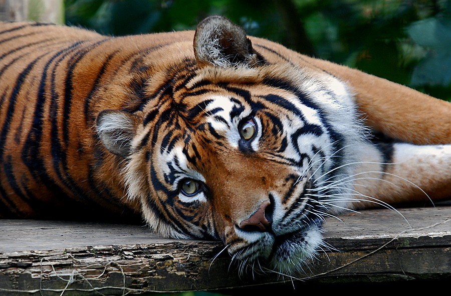 Male Sumatran Tiger