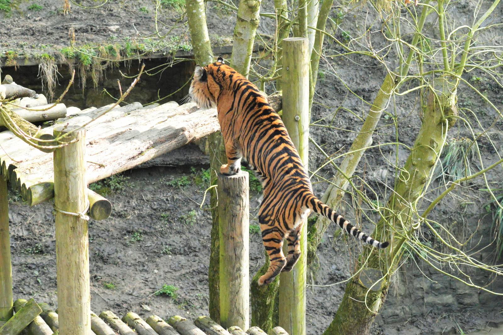 Male Sumatran tiger