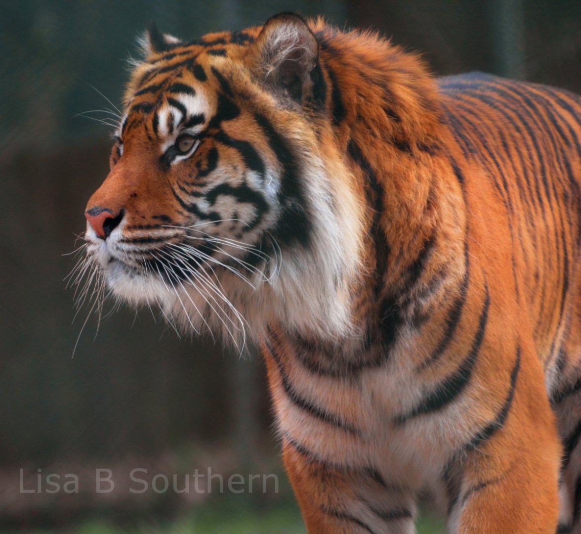 Male Sumatran Tiger