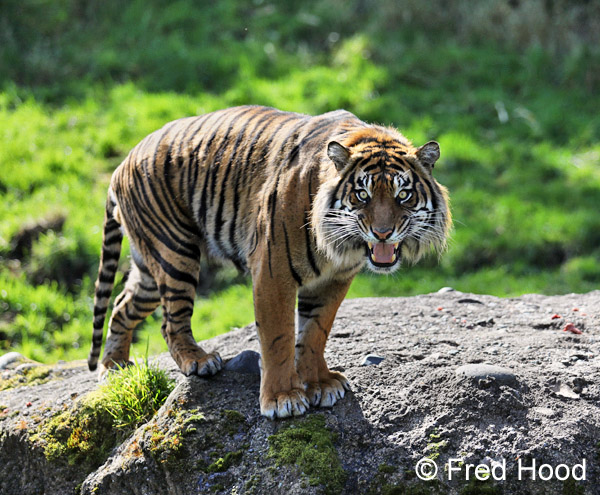 male sumatran tiger