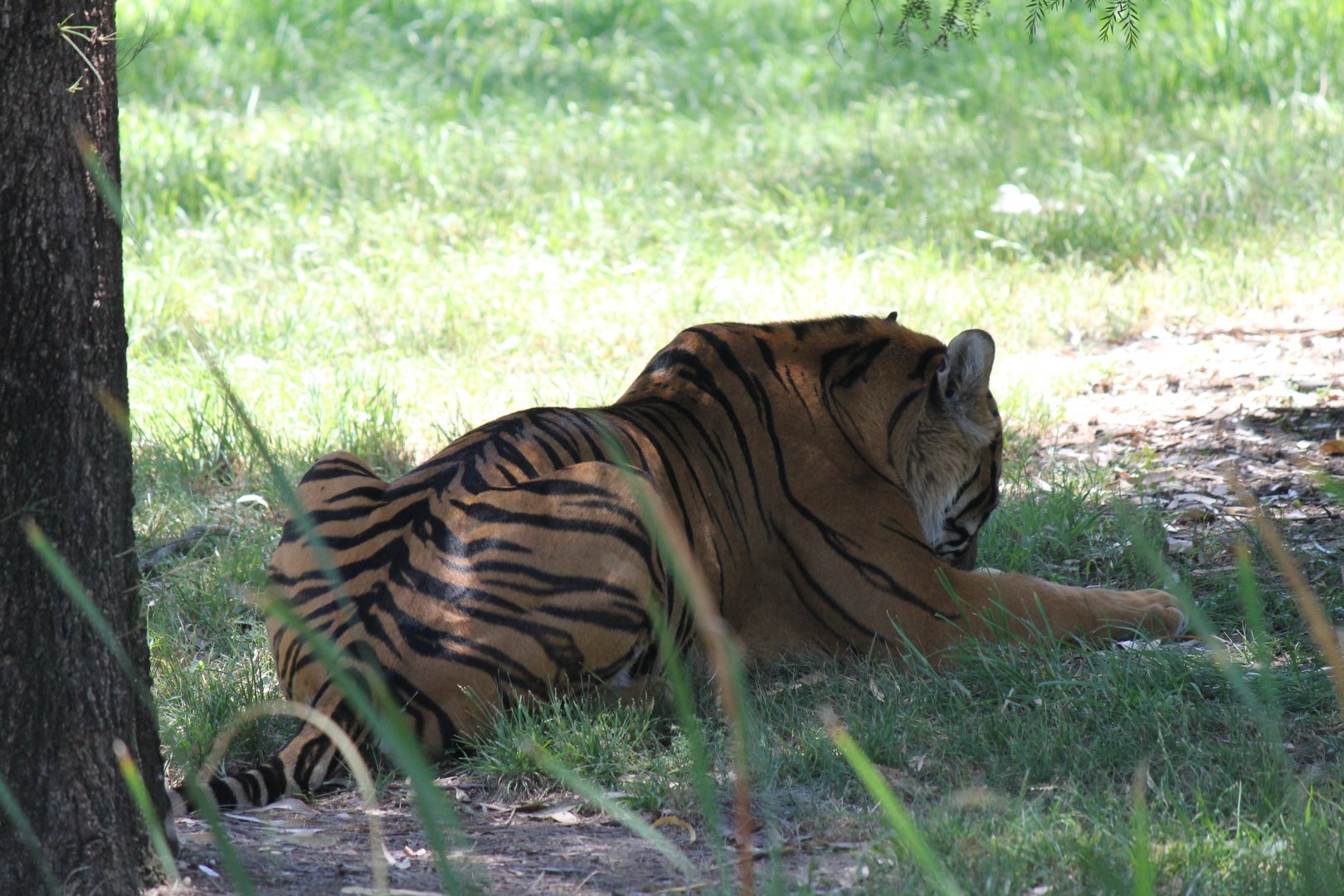 Male Sumatran Tiger
