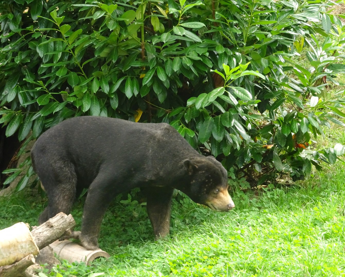 Male Sun Bear 16 August 2025