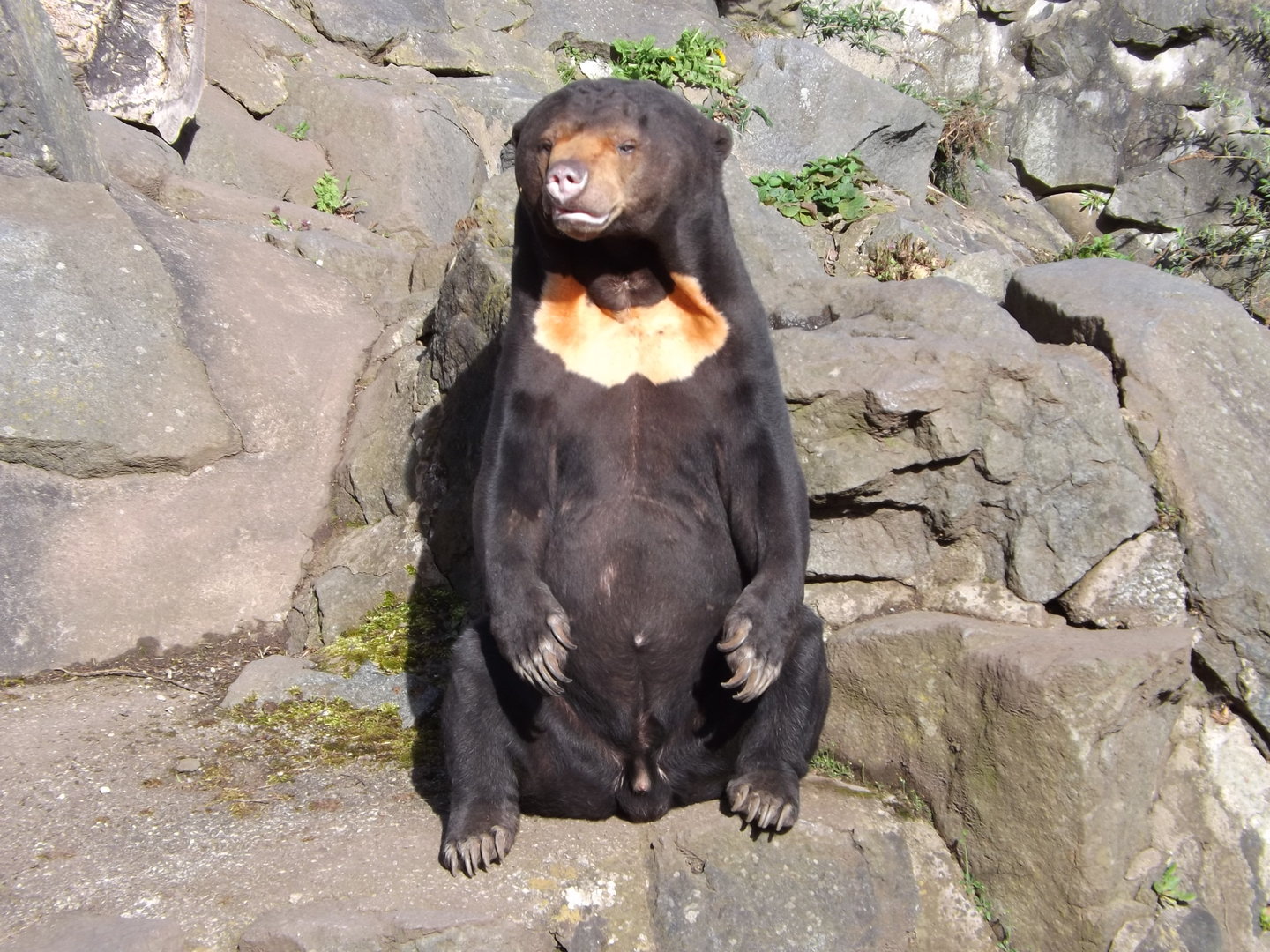 Male Sun Bear - Rotana