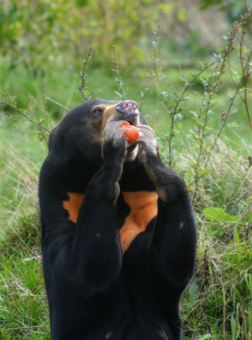 Male Sun Bear