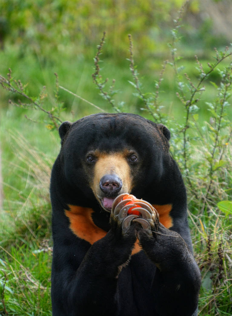male sun bear