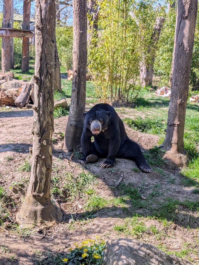 Male Sun Bear