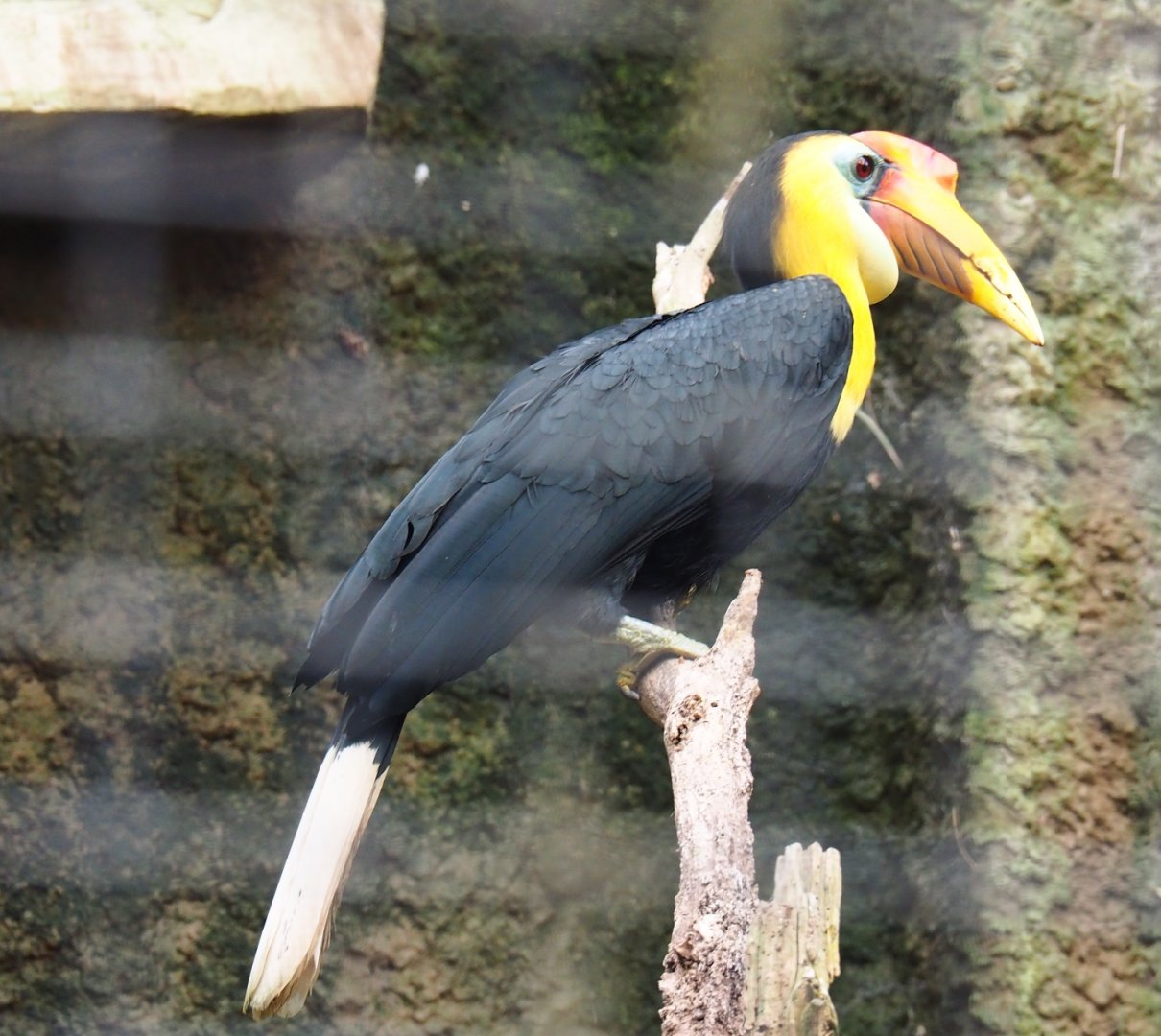 Male Sunda wrinkled hornbill (Rhabdotorrhinus corrugatus), Feb 16th, 2019