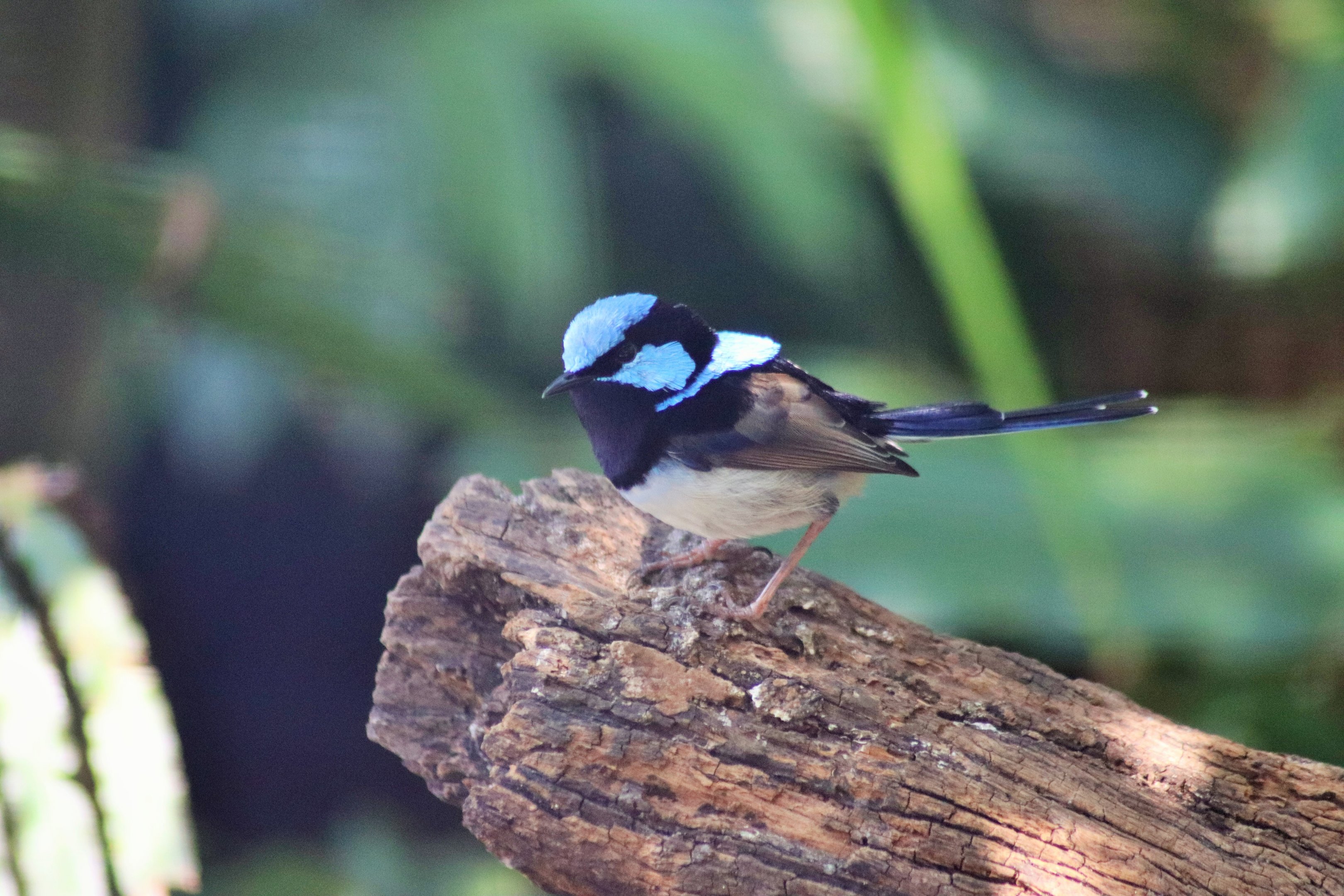 Male Superb Fairy-wren (Malurus cyaneus)