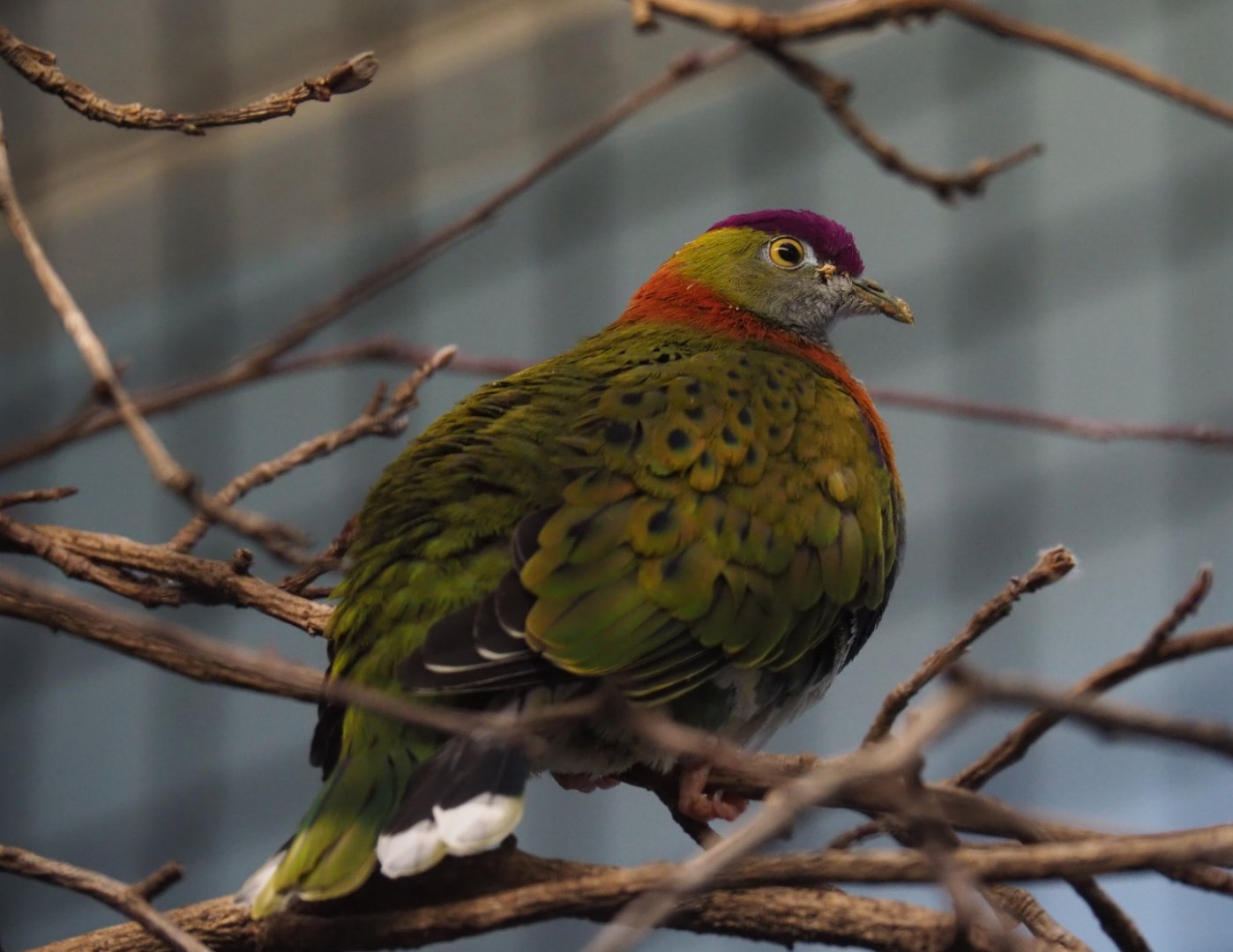 Male Superb fruit dove (Ptilinopus superbus), Sep 16th, 2018