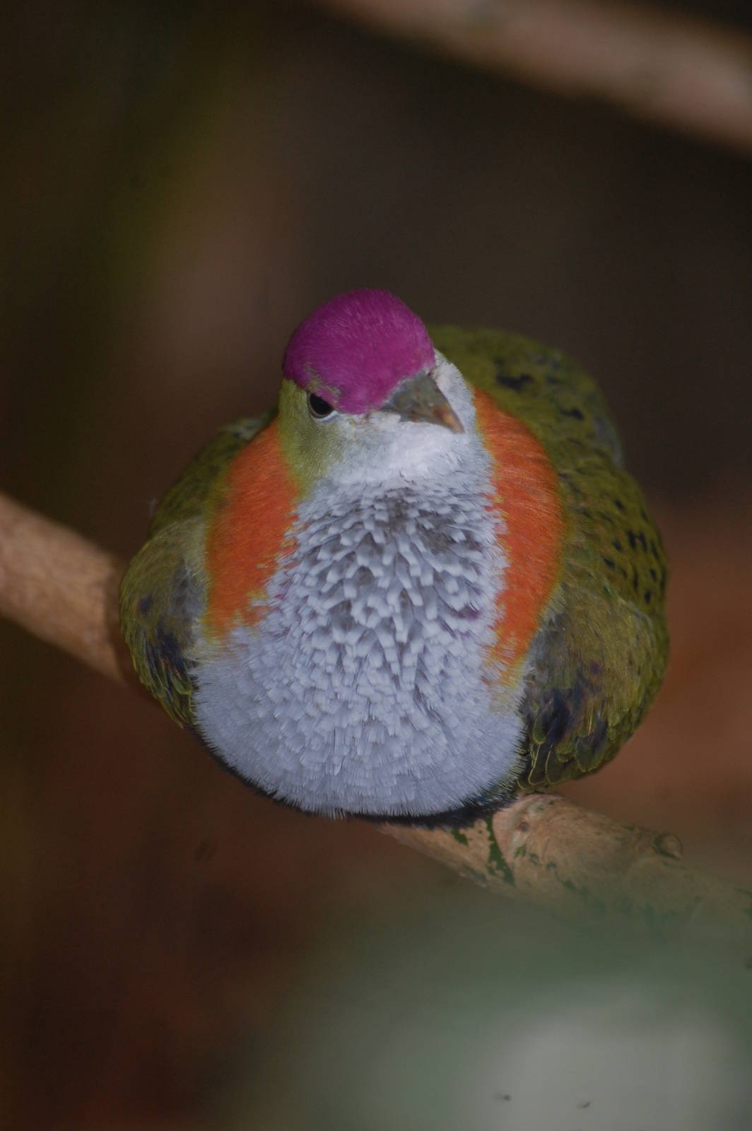 Male Superb fruit-dove