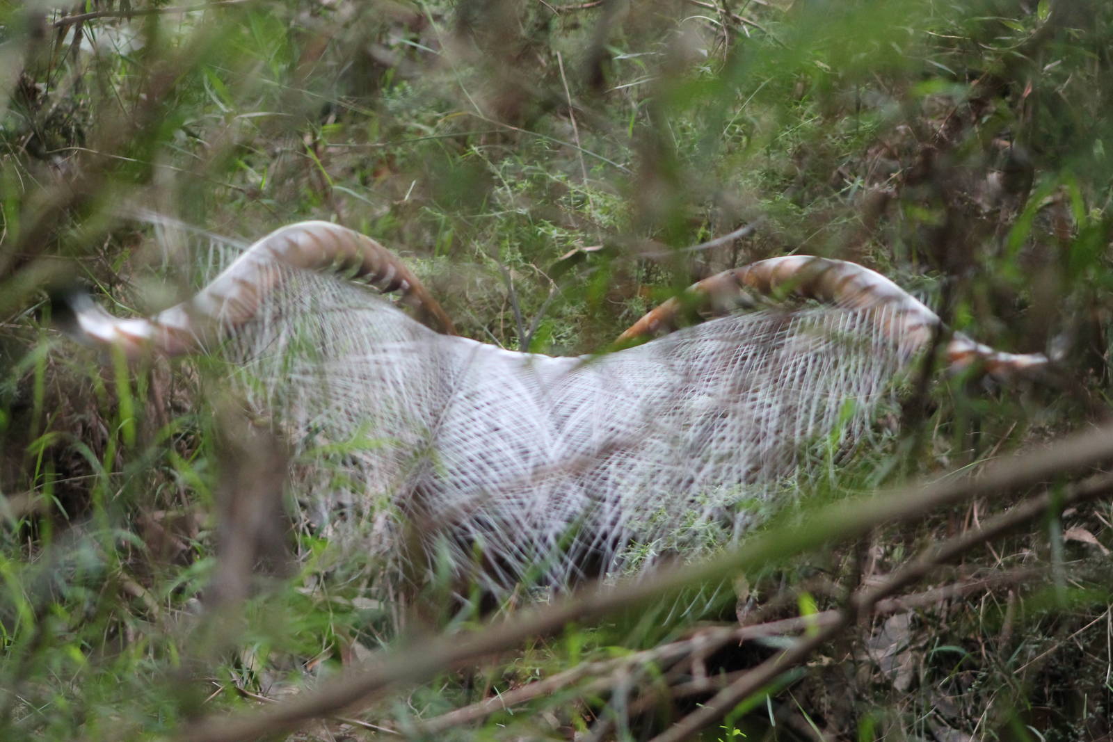 male Superb Lyrebird (Menura novaehollandiae) in display