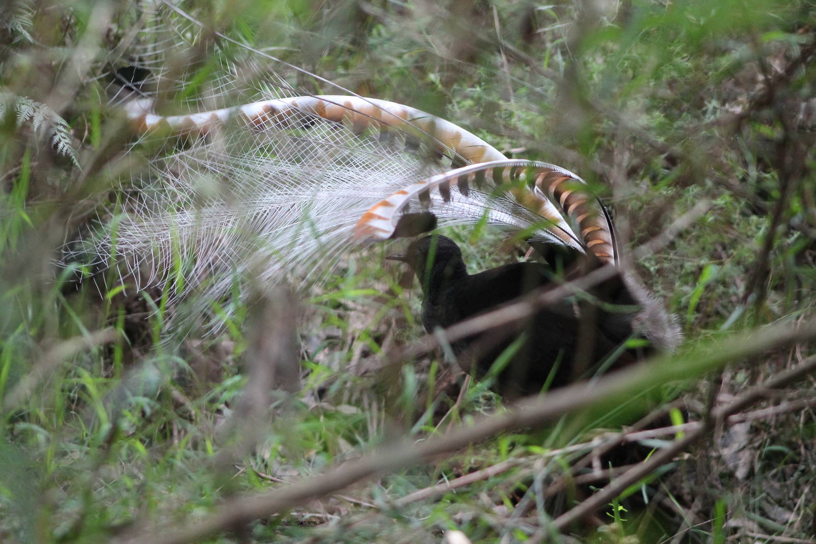 male Superb Lyrebird (Menura novaehollandiae) in display