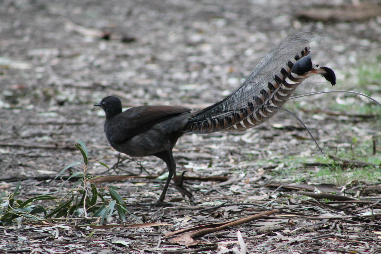 male Superb Lyrebird (Menura novaehollandiae)