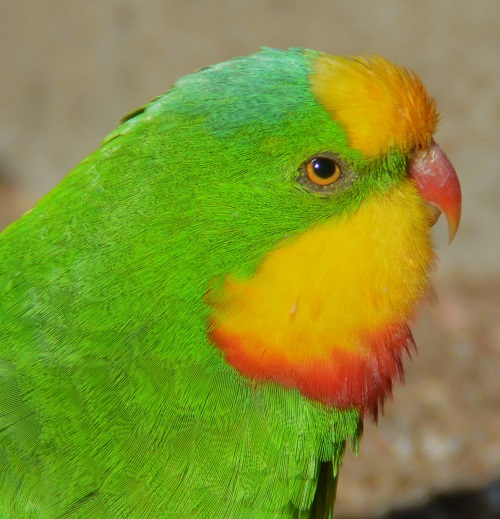 Male superb parrot portrait.
