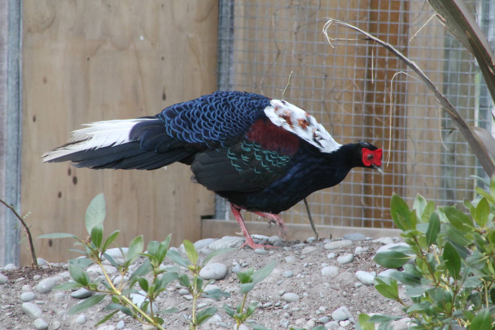 male Swinhoes Pheasant (Lophura swinhoii)