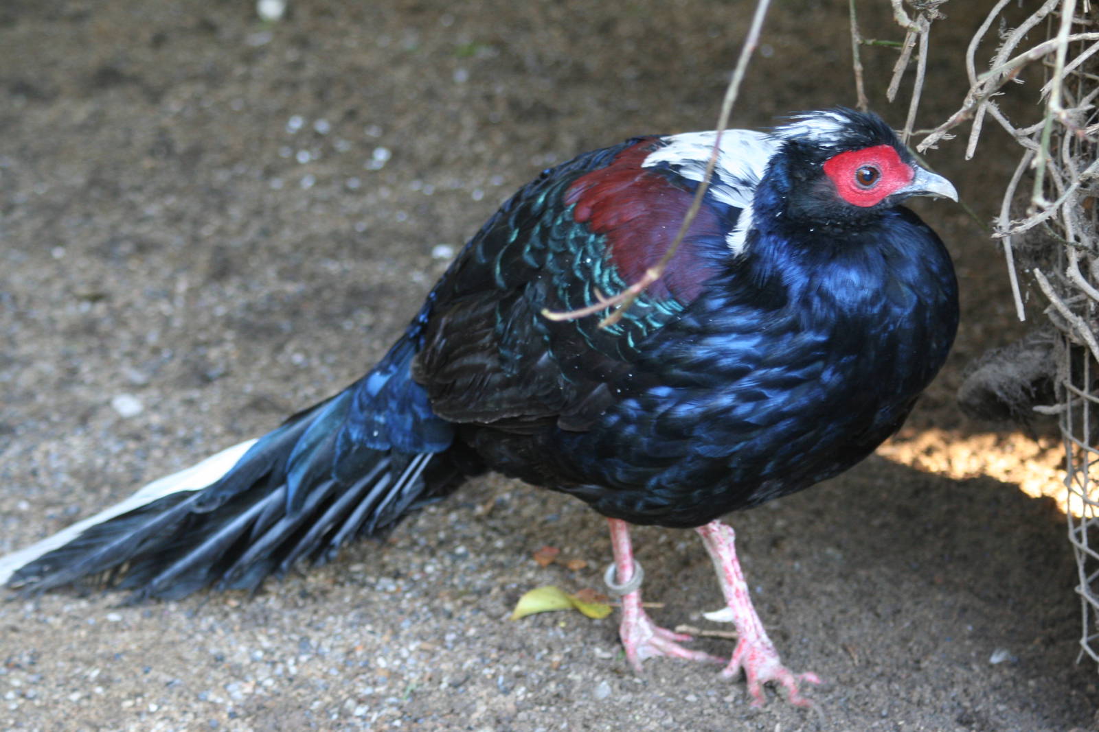 Male Swinhoe's Pheasant @ Lotherton; 10.11.2010